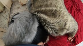 Milfycalla- Masturbating While Wearing Fur Coat and Shiny High Heels 205