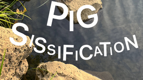 Pig Sissification