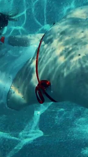 Join Me in the Pool, on My Mv Crush