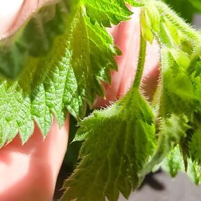 Close up nettles Cock tease