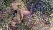 l'été d'une coquine dans le sud de la France: orgasme dans un champ de lavande et grosse exhib à la rivière