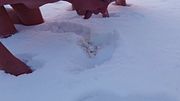 Femdom. Two busty women piss naked in the snow, then make a naked guy eat and lick the yellow snow.