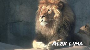 minha amiga - lolla martinelli - me ligou cheia de tesao louca para tranzar, e eu nao perdi tempo meti a rola na safada