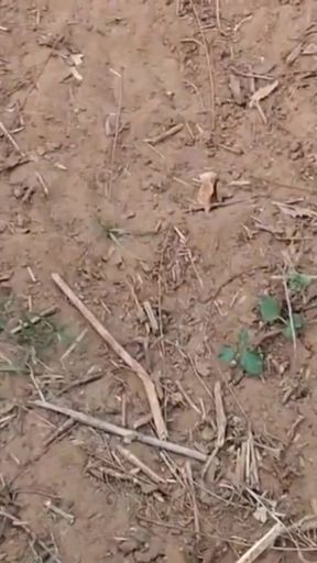 desi tribal girl cheating sex with neighbour indoor and outdoor   Clip 2