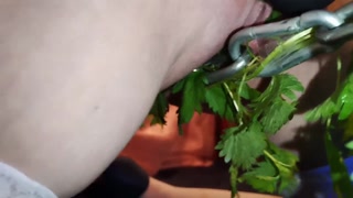 Lady Shock - Nettle Love