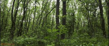 Mesmeriza Forest Walk
