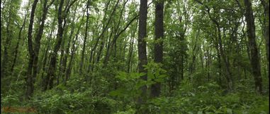 Mesmeriza Forest Walk