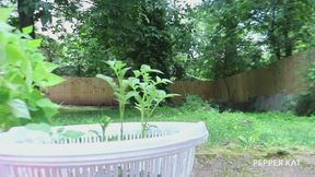 Hoeing in the Sun: Potato Plant Care