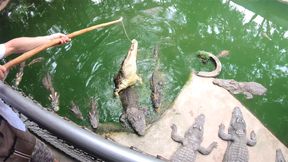 Crocodile feeding and pussy pleasing