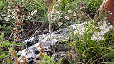 Very risky pissing compilation in the forest 4K