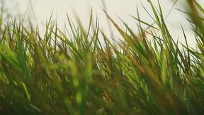 A Brief BNWO Reminder (Whispered ASMR)