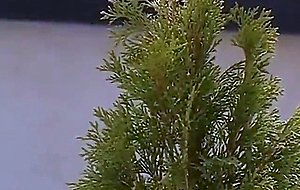 Group sex with krystal de boor and stacy silver