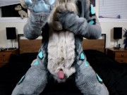 A pent up Lynx pawing off