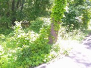 SOLO FEMALE OUTSIDE BIKE TRAIL JUNGLE POV BIKER BIG TITS