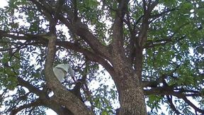 Mango Tree and Boy!