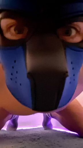 Horny Puppy In Chastity Cage