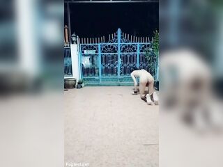 Thai gay slave FagTeetajet