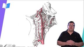 VASCULARIZA&Ccedil_&Atilde_O CONTI