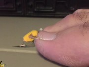 THESE TOES WERE MADE FOR LICKING - NOURISH YOUR TINY BODY ON MY FOOT SWEAT & TOE JAM! - MANLYFOOT