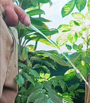 Small circumcised cock pissing outdoors