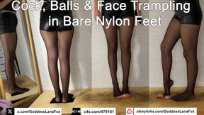 Cock, Balls & Face Trampling in Bare Nylon Feet