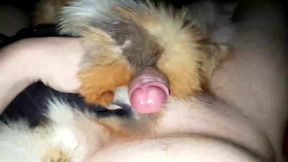 Red fox cum shots