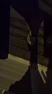 Pissed my jeans in public