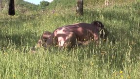 Italian exhibitionist couple fucking in the field on the grass