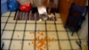 girls from crushing austria love to crush everything