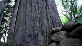 Wanking in the Woods with Chris