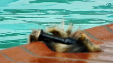 Public Pool Butt Plug Swimming