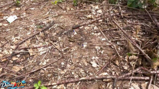 Ulkona satulaa hakkaamista: amatöörihomot ottavat massiivisia mustia kulleja raa'ina