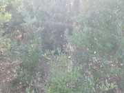 Boy with a small cock pissing in the pine forest ALMOST CAUGHT