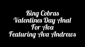 king cobras valentines day anal for ava: ava andrews ass gets the dark chocolate cobra