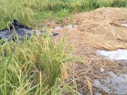 Public Peeing On A Rice Farm... Dablackpee