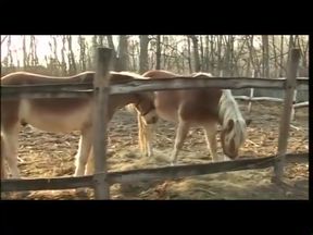 Stepather master - DVD