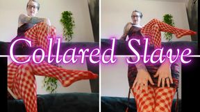 Collared Slave