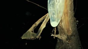 Middle Eastern Twink with Big Dick Cums on Used Condoms at Public