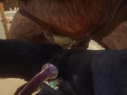 Minotaur Cums HUGE Load Inside Wolf Male (Gay Mating) | Wild Life Furry