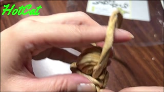 Making The Shogun-General dildo 【Higo zuiki】I made it!