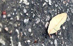 Tattooed Skater Girl Vanessa Vega in Skateboarding and Squirting in Public