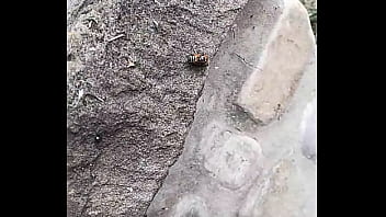 mariquita malcriada