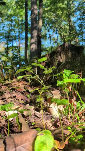 Big anal plug makes my asshole gape in the sunny woods