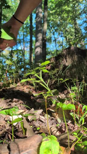 Big anal plug makes my asshole gape in the sunny woods