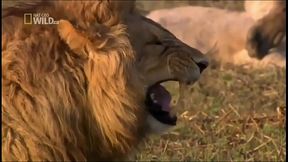 I MAKE A CAMP BUDDY (SCOUTMASTER SEASON) EDIT!! (PORN EDITION) - WATCH TLL THE END!!