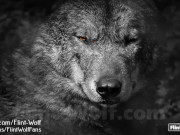 Onlyfans.com/Flint-Wolf