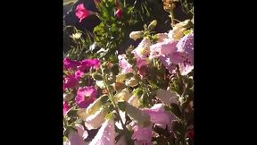 modern day flower starring kayla kandy