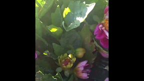 modern day flower starring kayla kandy