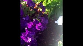 modern day flower starring kayla kandy