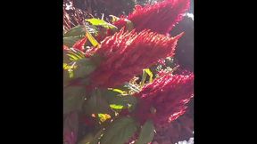 modern day flower starring kayla kandy